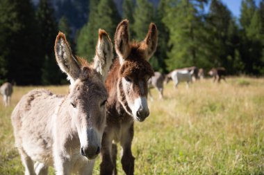 Dolomitlerin çayırlarında otlayan eşekler.