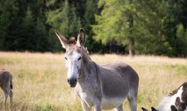 Dolomitlerin çayırlarında otlayan eşekler.