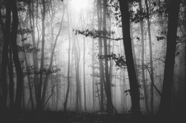 Kasvetli, sisli bir gecede büyülü bir ormanın korku arka planı. Cadılar Bayramı konsepti