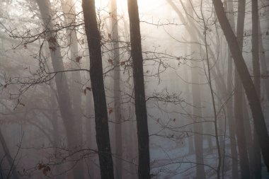Kasvetli, sisli bir gecede büyülü bir ormanın korku arka planı. Cadılar Bayramı konsepti
