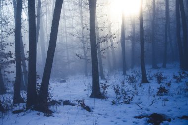 Kasvetli, sisli bir gecede büyülü bir ormanın korku arka planı. Cadılar Bayramı konsepti