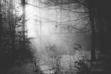 Kasvetli, sisli bir gecede büyülü bir ormanın korku arka planı. Cadılar Bayramı konsepti