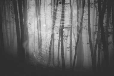 Huysuz, sisli bir gecede büyülü bir ormandaki korkunç bir figürün arka planı. Cadılar Bayramı konsepti