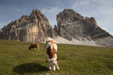 İtalya 'nın Dolomitler bölgesindeki Tre Cime di Lavaredo' da mavi gökyüzünün altında yeşil çimenler altında otlayan inek sürüsü ile Idyllic manzarası.