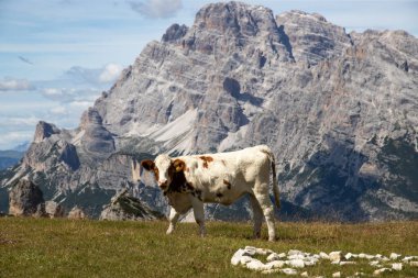 İtalya 'nın Dolomitler bölgesindeki Tre Cime di Lavaredo' da mavi gökyüzünün altında yeşil çimenler altında otlayan inek sürüsü ile Idyllic manzarası.