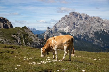 İtalya 'nın Dolomitler bölgesindeki Tre Cime di Lavaredo' da mavi gökyüzünün altında yeşil çimenler altında otlayan inek sürüsü ile Idyllic manzarası.