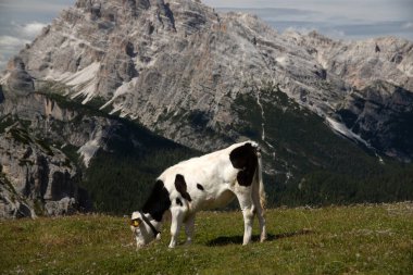 İtalya 'nın Dolomitler bölgesindeki Tre Cime di Lavaredo' da mavi gökyüzünün altında yeşil çimenler altında otlayan inek sürüsü ile Idyllic manzarası.