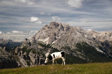 İtalya 'nın Dolomitler bölgesindeki Tre Cime di Lavaredo' da mavi gökyüzünün altında yeşil çimenler altında otlayan inek sürüsü ile Idyllic manzarası.