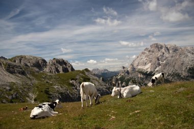 İtalya 'nın Dolomitler bölgesindeki Tre Cime di Lavaredo' da mavi gökyüzünün altında yeşil çimenler altında otlayan inek sürüsü ile Idyllic manzarası.