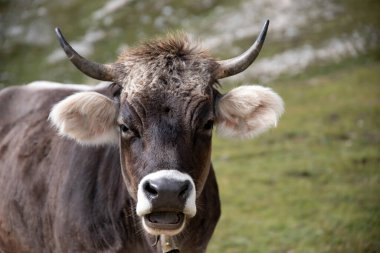 İtalya 'nın Dolomitler bölgesindeki Tre Cime di Lavaredo' da mavi gökyüzünün altında yeşil çimenler altında otlayan inek sürüsü ile Idyllic manzarası.