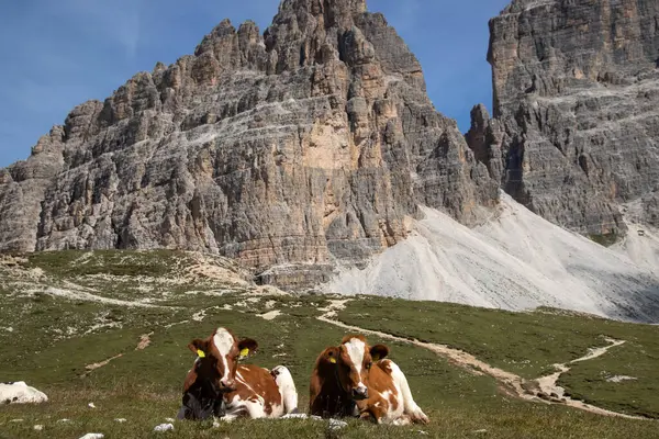 意大利多洛美斯拉瓦雷多的伊甸园 一群奶牛在绿地上吃草 蓝天下长着新鲜的青草 — 图库照片