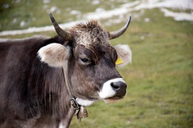 İtalya 'nın Dolomitler bölgesindeki Tre Cime di Lavaredo' da mavi gökyüzünün altında yeşil çimenler altında otlayan inek sürüsü ile Idyllic manzarası.