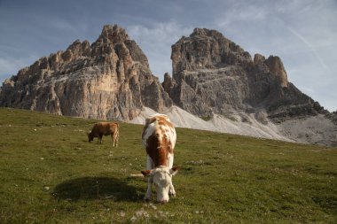 İtalya 'nın Dolomitler bölgesindeki Tre Cime di Lavaredo' da mavi gökyüzünün altında yeşil çimenler altında otlayan inek sürüsü ile Idyllic manzarası.