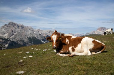 İtalya 'nın Dolomitler bölgesindeki Tre Cime di Lavaredo' da mavi gökyüzünün altında yeşil çimenler altında otlayan inek sürüsü ile Idyllic manzarası.