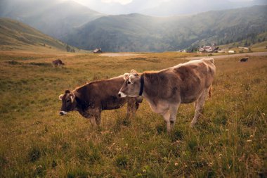 Passo Rolle, Dolomitler, İtalya 'da mavi huzurlu gökyüzünün altında yeşil tarlalarda otlayan inek sürüsüyle Idyllic manzara.