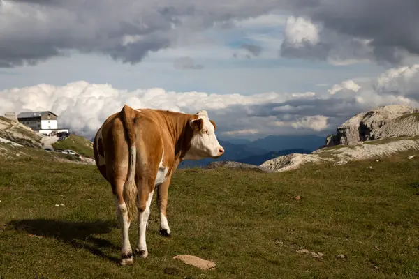 İtalya 'nın Dolomitler bölgesindeki Tre Cime di Lavaredo' da mavi gökyüzünün altında yeşil çimenler altında otlayan inek sürüsü ile Idyllic manzarası.