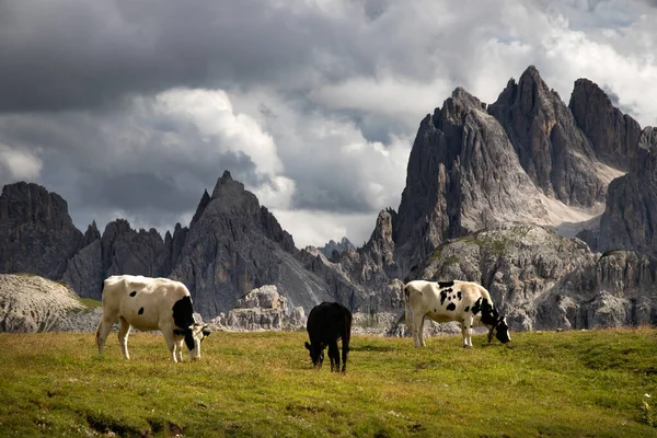 意大利多洛美斯拉瓦雷多的伊甸园 一群奶牛在绿地上吃草 蓝天下长着新鲜的青草 — 图库照片