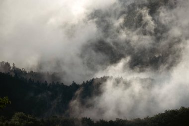 Ormandaki sise sarılmış evanesans atmosferi. Köknar ormanlı sisli dağ manzarası.