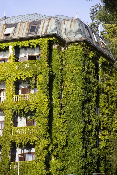 Green building with plants growing on the facade. Ecology and green living in city, urban environment concept
