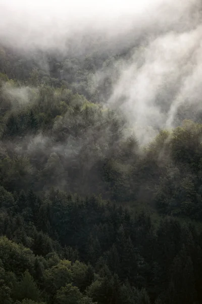 Vycházející Atmosféra Lese Zahalená Mlze Mlhavá Horská Krajina Jedlovým Lesem — Stock fotografie