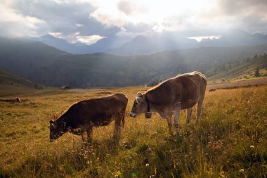 Passo Rolle, Dolomitler, İtalya 'da mavi huzurlu gökyüzünün altında yeşil tarlalarda otlayan inek sürüsüyle Idyllic manzara.