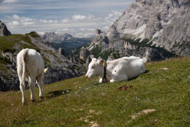 İtalya 'nın Dolomitler bölgesindeki Tre Cime di Lavaredo' da mavi gökyüzünün altında yeşil çimenler altında otlayan inek sürüsü ile Idyllic manzarası.