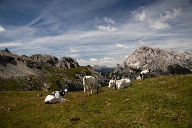 İtalya 'nın Dolomitler bölgesindeki Tre Cime di Lavaredo' da mavi gökyüzünün altında yeşil çimenler altında otlayan inek sürüsü ile Idyllic manzarası.