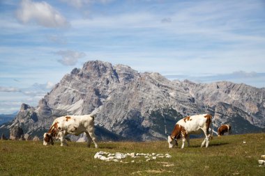 İtalya 'nın Dolomitler bölgesindeki Tre Cime di Lavaredo' da mavi gökyüzünün altında yeşil çimenler altında otlayan inek sürüsü ile Idyllic manzarası.