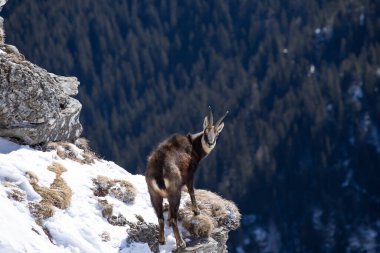 Romanya 'nın Ceahlau dağlarındaki karlı dağın tepesinde yaban güveci ve kara keçi.