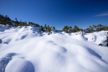 Çam ağacının manzaralı görüntüsü. Buz gibi bir gün, Karpat dağlarında sakin bir kış manzarası. Toprağın güzelliğini keşfedin. Turizm konsepti. Mutlu yıllar.!