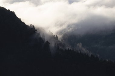 Ormandaki sise sarılmış evanesans atmosferi. Köknar ormanlı sisli dağ manzarası.