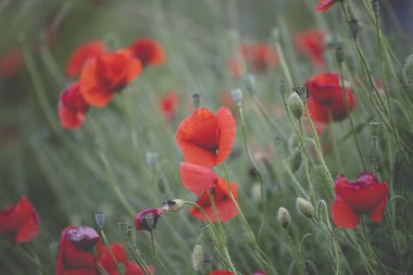 Canlı haşhaş tarlası - Ateşkes veya Anma Günü konsepti