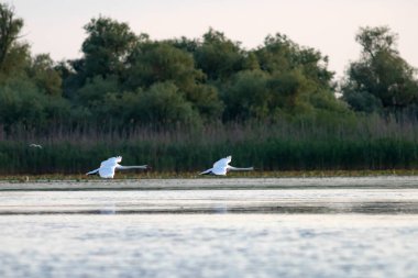 Romanya 'nın Tuna deltasındaki suyun üzerinde uçan Dilsiz Kuğular