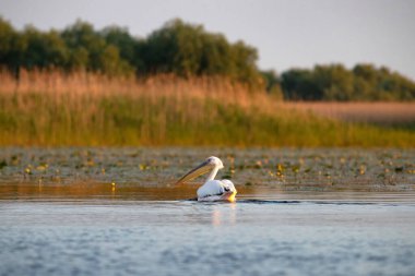 Romanya 'nın Tuna Deltası' nda sihirli turuncu güneş doğuyor