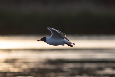 Karabaş martı (Chroicocephalus ridibundus) Danube Delta, Romanya