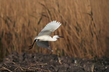 Romanya 'nın Tuna Deltasında büyük beyaz balıkçıl görüldü.