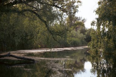 Romanya 'nın Tuna Deltası' ndaki güzel ve kamış manzarası