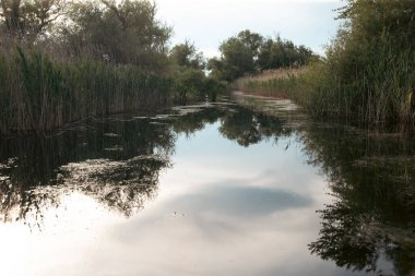 Romanya 'nın Tuna Deltası' ndaki güzel ve kamış manzarası