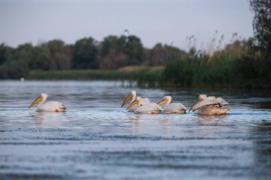 Romanya 'nın Tuna Deltası' ndaki Pelikan kolonisi