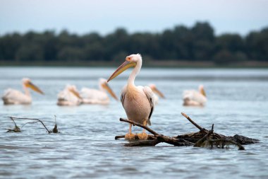 Romanya 'nın Tuna Deltası' ndaki Pelikan kolonisi