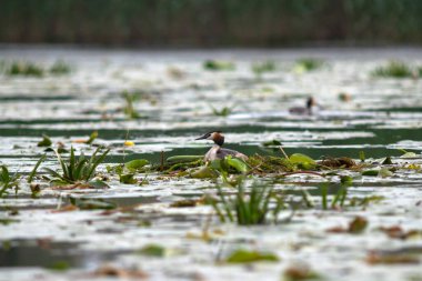 Romanya 'nın Tuna Deltası' nın sularındaki yuvasında oturan büyük ibikli yunus (Podiceps kristali)