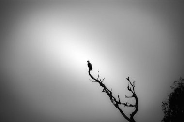 Tuna deltasındaki beyaz kuyruklu kartal (Haliaeetus albicilla)