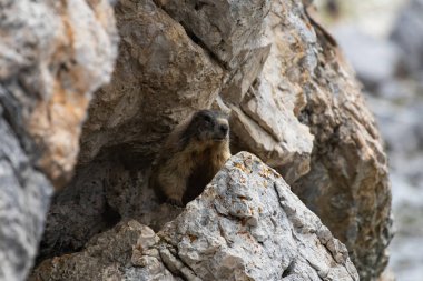Dolomitler, İtalya, Tre Cime Ulusal Parkı 'ndaki kayalıklarda marmot..