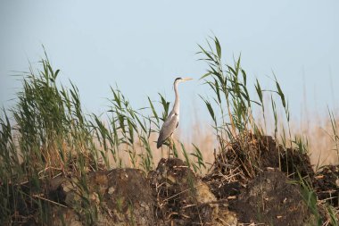 Büyük bir kuş türü olan gri balıkçıl, Tuna Deltası bölgesinde bulunur.