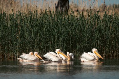 Romanya 'nın Tuna Deltası' ndaki Pelikan kolonisi