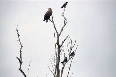 Tuna deltasındaki beyaz kuyruklu kartal (Haliaeetus albicilla)