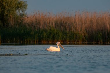 Romanya 'nın Tuna Deltası' nda sihirli turuncu güneş doğuyor