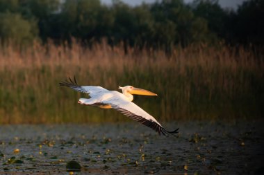 Romanya 'nın Tuna Deltası' nda sihirli turuncu güneş doğuyor