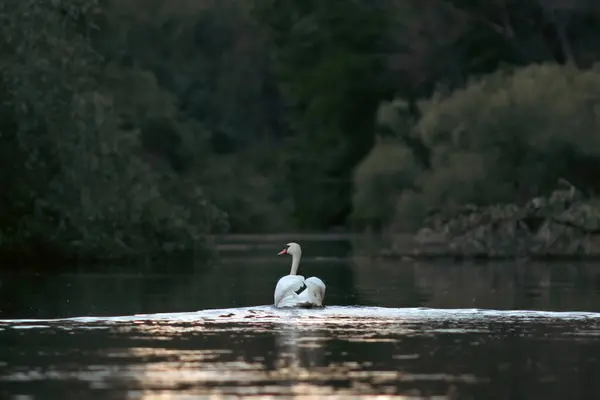 Mute Swans Cygnus Που Πετούν Πάνω Από Νερό Στο Δέλτα Φωτογραφία Αρχείου