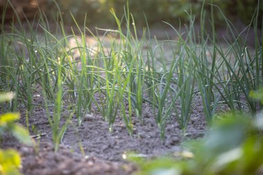 bahar sürgünler yeşil soğan vitamini beslenmesi için bahçedeki toprak.